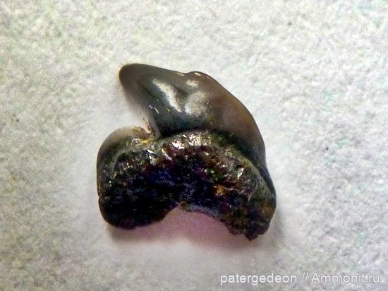 мел, зубы, акулы, сеноман, Пудовкино, Cenomanian, Cretaceous, teeth