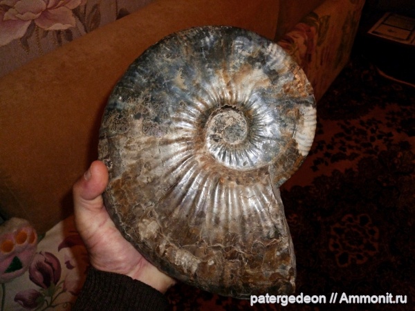 Deshayesites, Докторовка