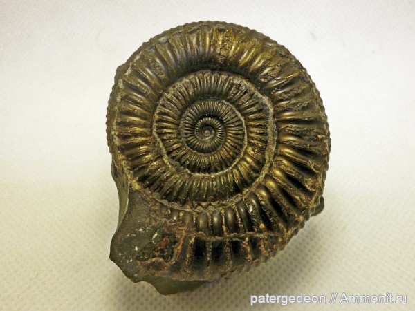 аммониты, Dactylioceras, Ammonites, Dactylioceras commune, Dactylioceratidae