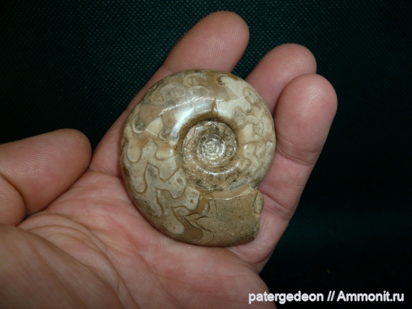 пермь, Казахстан, Uraloceras, Ammonites, Uraloceras involutum