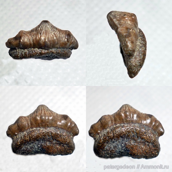 мел, сеноман, зубы акул, Polyacrodus, Александровка