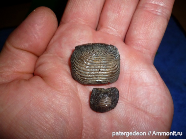 мел, сеноман, зубы акул, Ptychodus, Александровка