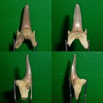 Зуб акулы