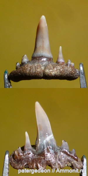 Paraorthacodus, Александровка