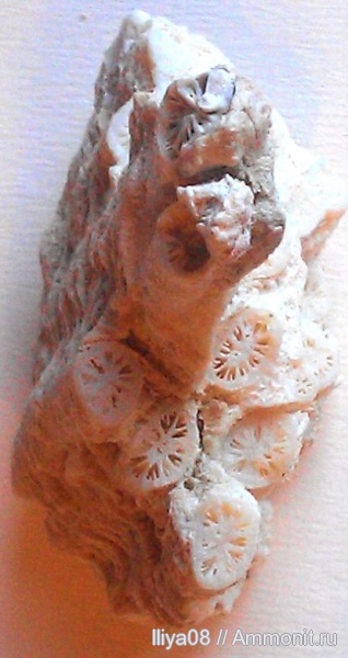 кораллы, Египет, Scleractinia