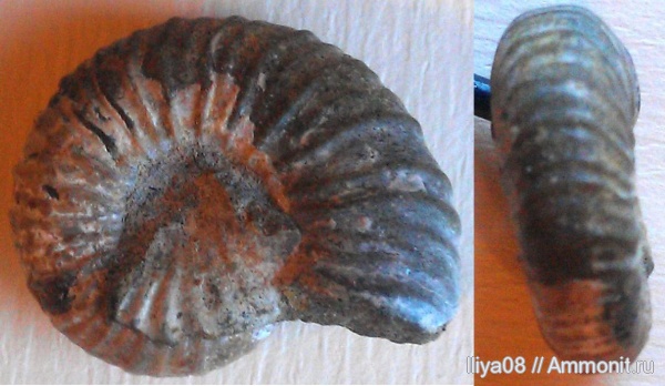 аммониты, Адыгея, Ammonites