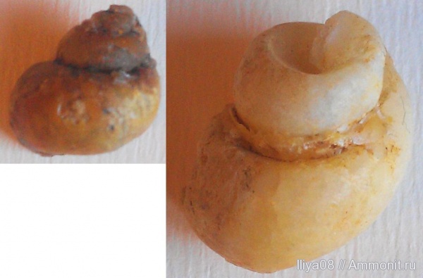 гастроподы, моллюски, неоген, беспозвоночные, Ростовская область