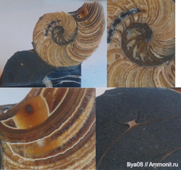 наутилусы, головоногие моллюски, Адыгея