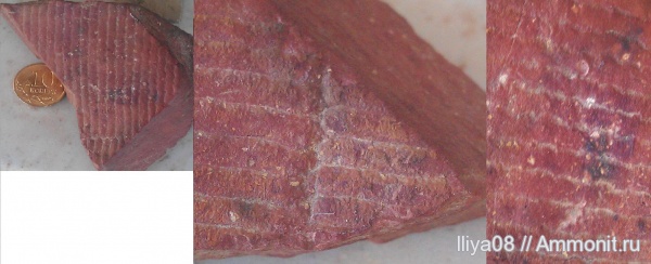 карбон, Россия, каламиты, Ростовская область