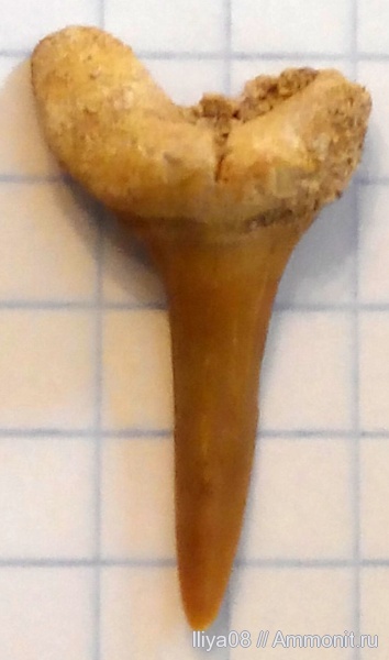 палеоген, Марокко, зубы акул, shark teeth