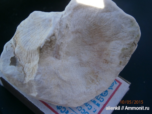 брахиоподы