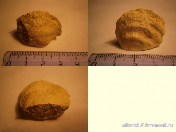 брахиоподы, Meekella