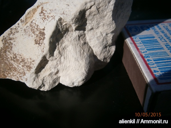 брахиоподы, Productida