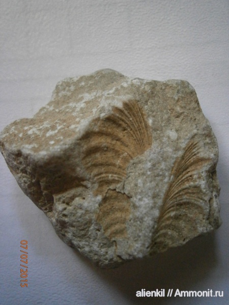 двустворчатые моллюски, Allorisma