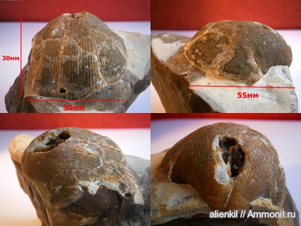 брахиоподы, Choristites