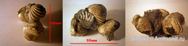 брахиоподы, Mosquella oxyoptycha, Mosquella