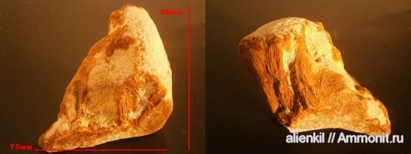 губки, Chaetetes