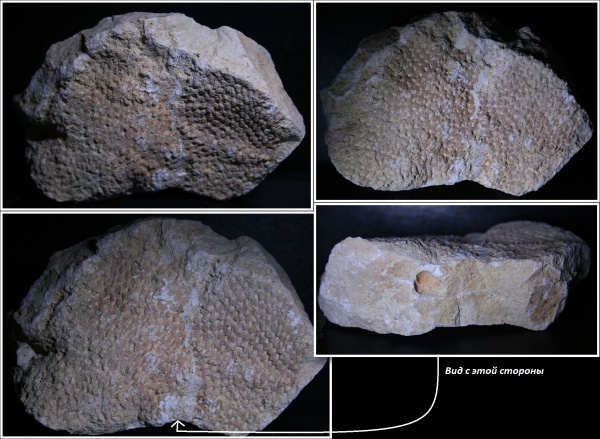 мел, губки, верхний мел, Белоруссия, Меловые Горы, Гродно, Cretaceous, Upper Cretaceous