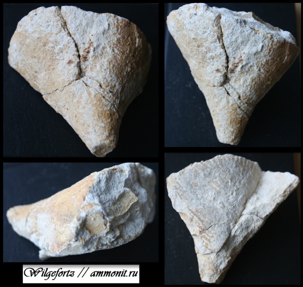 мел, верхний мел, Белоруссия, Меловые Горы, Гродно, Cretaceous, Upper Cretaceous