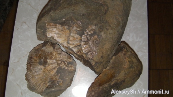 Мои находки.Московская область.