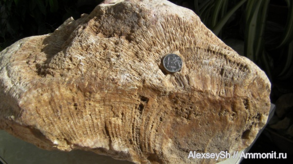 Большая губка Chaetetes.Летние находки из Подмосковья.