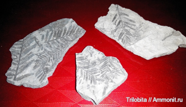 мел, палеоботаника, Metasequoia occlidentalis, Cretaceous