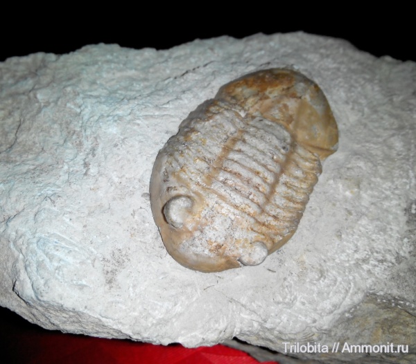 трилобиты, ордовик, Asaphus, Ленинградская область, Asaphus plautini, Ordovician