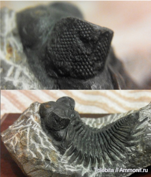 девон, Марокко, Devonian, Coltraneia, Coltraenia, Coltraenia oufatenensis