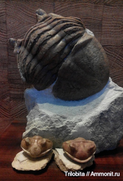 трилобиты, ордовик, Asaphus, Ленинградская область, Asaphus cornutus, Ordovician