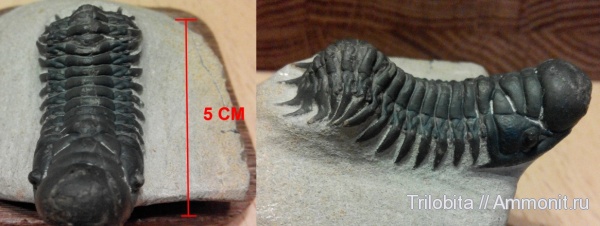трилобиты, девон, Марокко, Crotalocephalus, Crotalocephalus gibbus