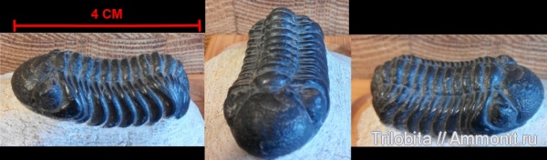 трилобиты, девон, Марокко, Austerops smoothops, Austerops