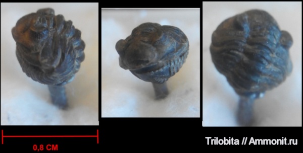 трилобиты, девон, Марокко, Acastoides