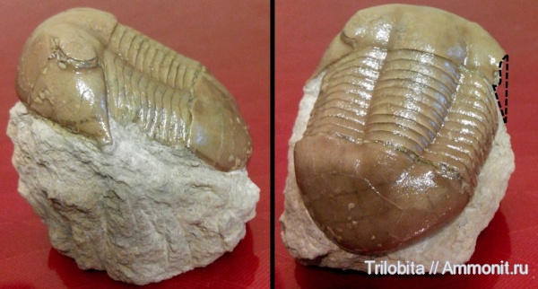 трилобиты, ордовик, Illaenus, Ленинградская область, Illaenus schmidti, Ordovician