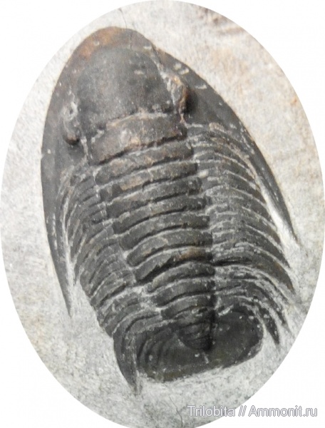 трилобиты, девон, Марокко, Phaetonellus