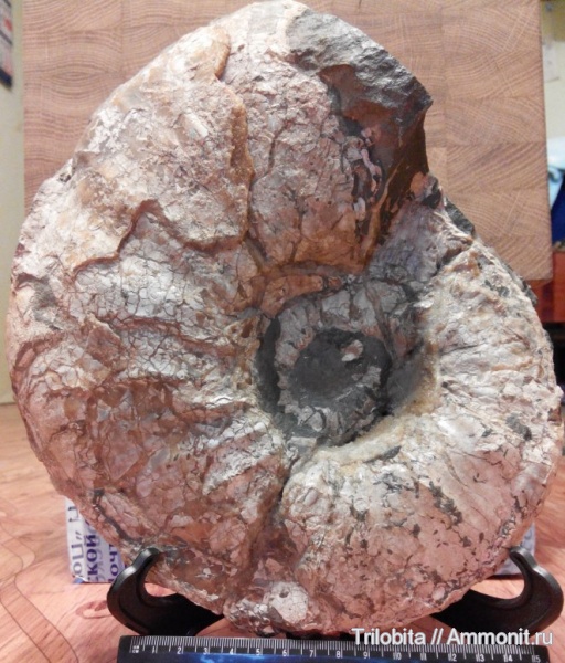 аммониты, Ammonites, Parahoplites