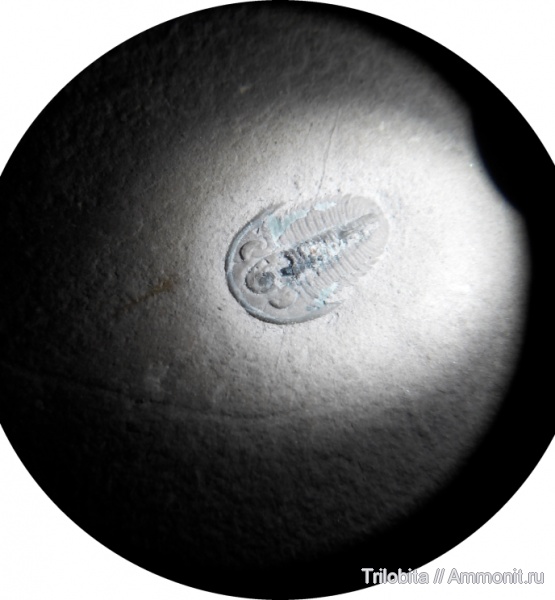 трилобиты, кембрий, США, Cambrian, Weeksina, Weeksina unispina