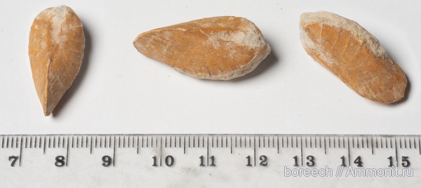 пермь, двустворки, двустворчатые моллюски, казанский ярус, Permian