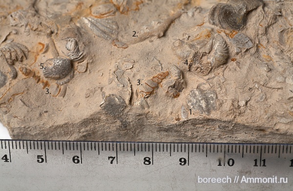 брахиоподы, гастроподы, пермь, мшанки, казанский ярус, Permian