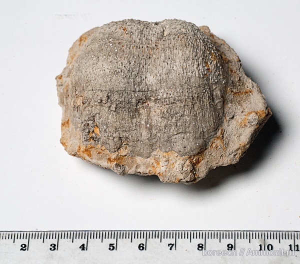 пермь, Productida, казанский ярус, Aulosteges, Aulogesteges horrescens, Permian