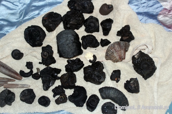 белемниты, Pavlovia pavlovi, belemnites