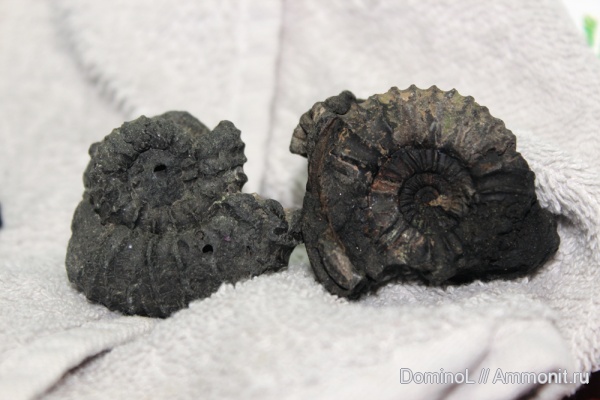 аммониты, Pavlovia pavlovi, Ammonites
