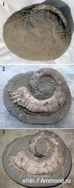 препарирование, Proaustraliceras