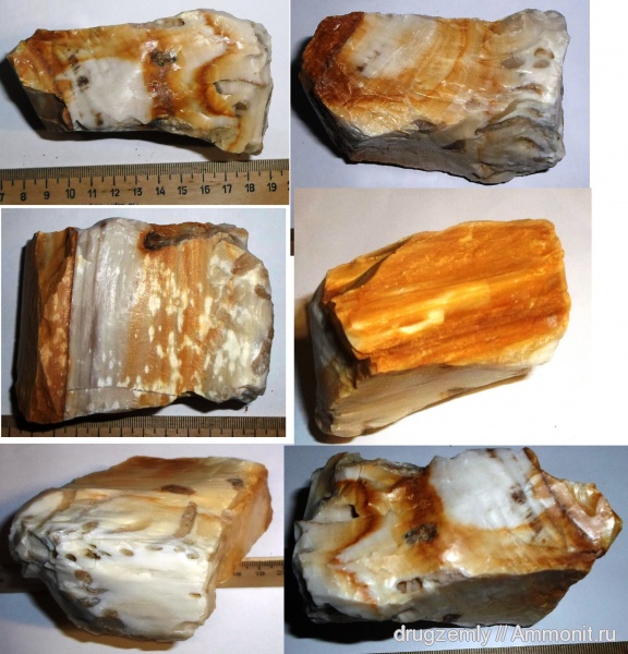 окаменелые  деревья