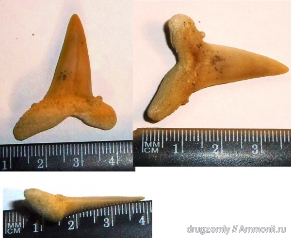 зубы акул, shark teeth