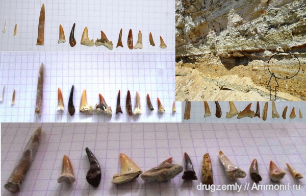 белемниты, зубы, belemnites, teeth