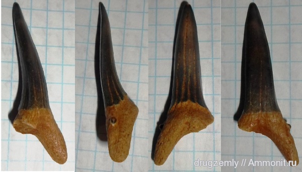 зубы акул, shark teeth