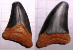 зуб Otodus aff. aksuaticus