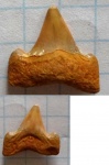 зуб-Otodus minor.