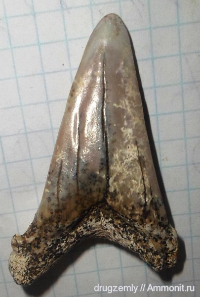 зубы акул, shark teeth