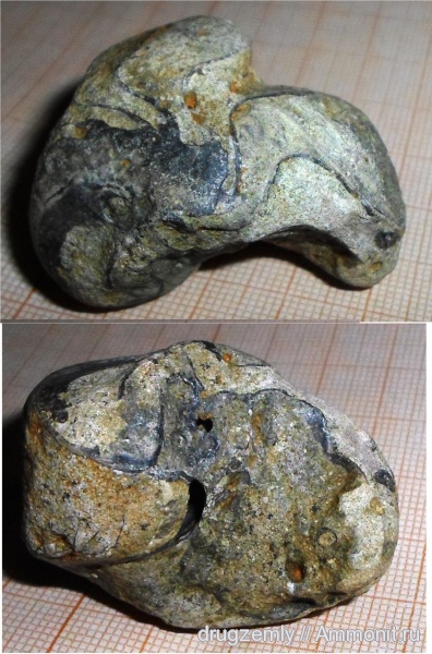 Nautilida, Hercoglossidae